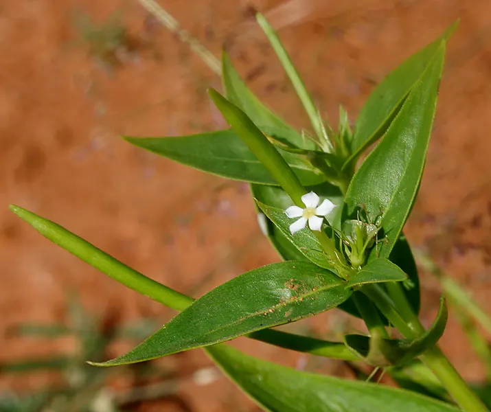 White Periwinkle (Vinca Minor 'Alba') — ground cover for deep shade or half or shade