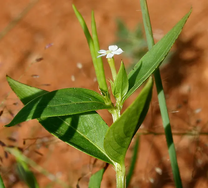 White Periwinkle (Vinca Minor 'Alba') — This hardy plant thrives in partial to full shade and adapts to various soil types; this periwinkle serves as an