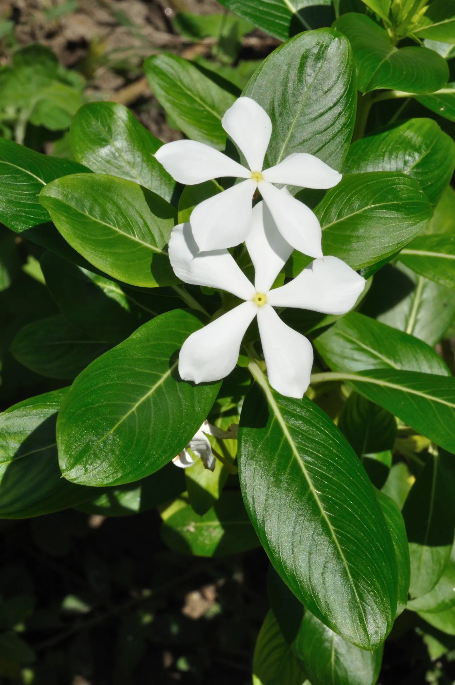 White Periwinkle (Vinca Minor 'Alba') — This variant features a delicate display of pure white blooms; each typically measuring 1 inch in diameter