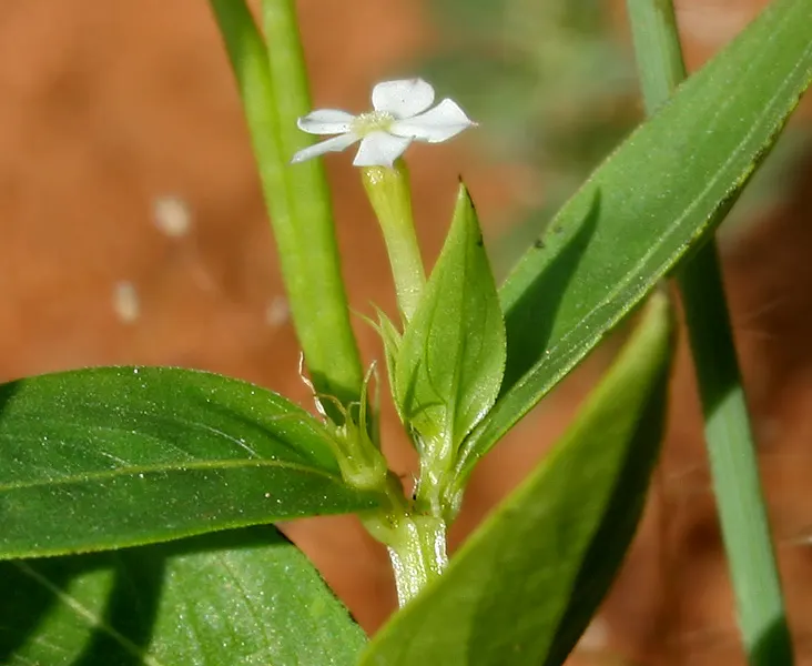 White Periwinkle (Vinca Minor 'Alba') — This hardy plant thrives in partial to full shade and adapts to various soil types