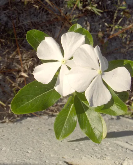 White Periwinkle (Vinca Minor 'Alba') — typically flowering from spring into the fall