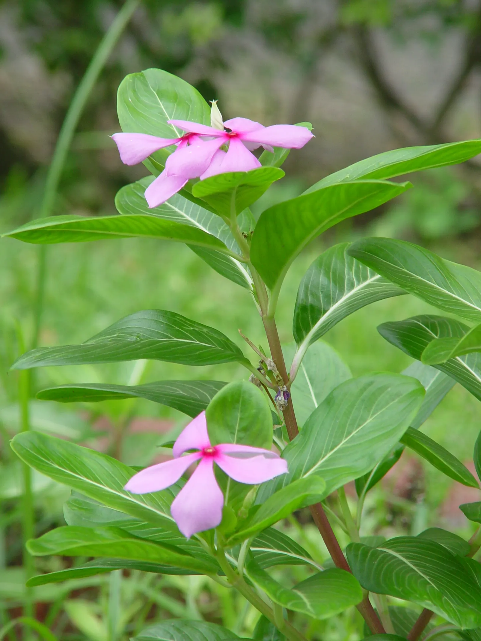 White Periwinkle (Vinca Minor 'Alba') — the White Periwinkle thrives in partial to full shade; it's also highly regarded for its hardiness and is resistant to