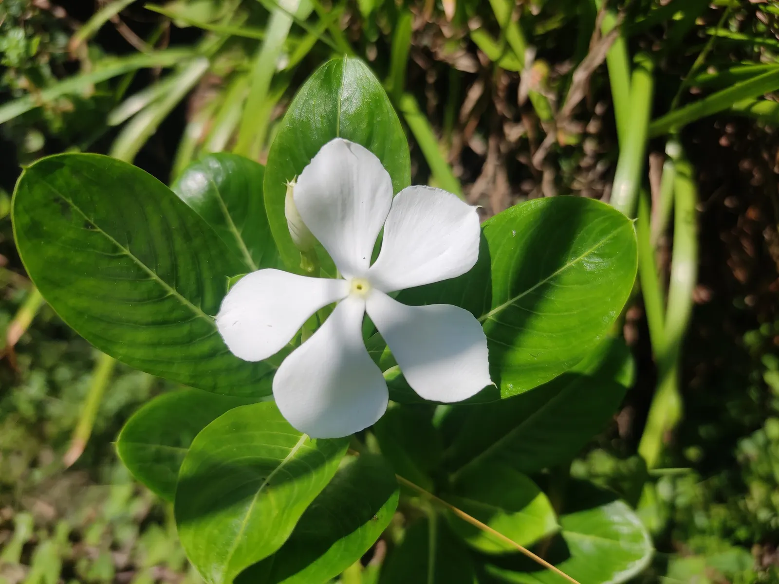 White Periwinkle (Vinca Minor 'Alba') — It features glossy, dark-green leaves and produces delicate, star-shaped, white flowers in spring; which contrasts