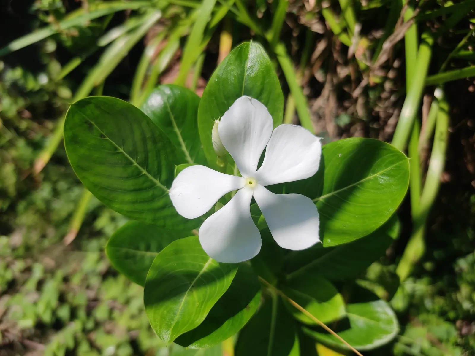 White Periwinkle (Vinca Minor 'Alba') — it reaches 4 to 6 inches in height and spreads 18 to 24 inches; ground cover for deep shade or half or shade