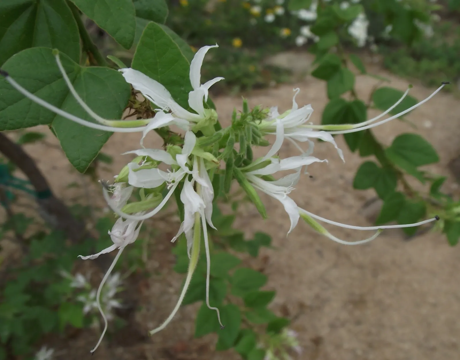 Mexican Orchid Tree (Bauhinia Mexicana) — Admired for its orchid-like white flowers, it blooms from late spring to early fall, attracting pollinators