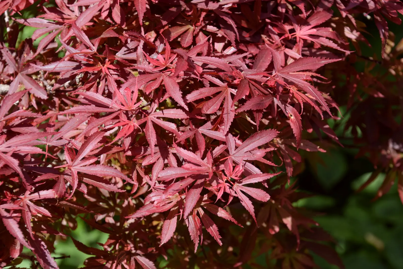 Shalina Japanese Maple (Acer Palmatum 'Shaina') — The Acer palmatum 'Shaina' is a captivating