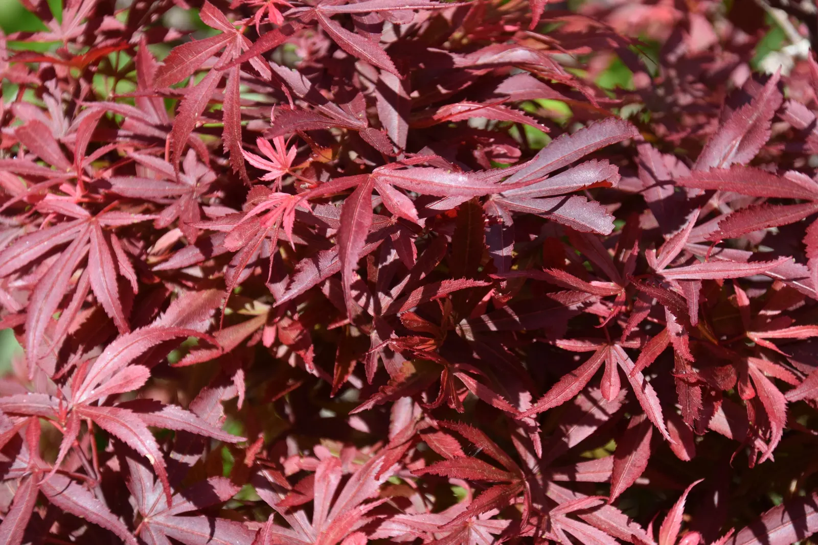 Shalina Japanese Maple (Acer Palmatum 'Shaina') — boasting tightly clustered