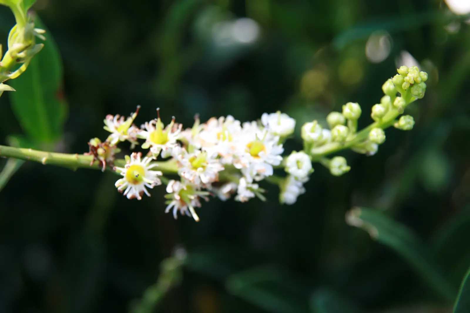 Luykens Laurel (Prunus Laurocerasus 'Otto Luyken') — Prunus laurocerasus 'Otto Luyken' is a compact evergreen shrub