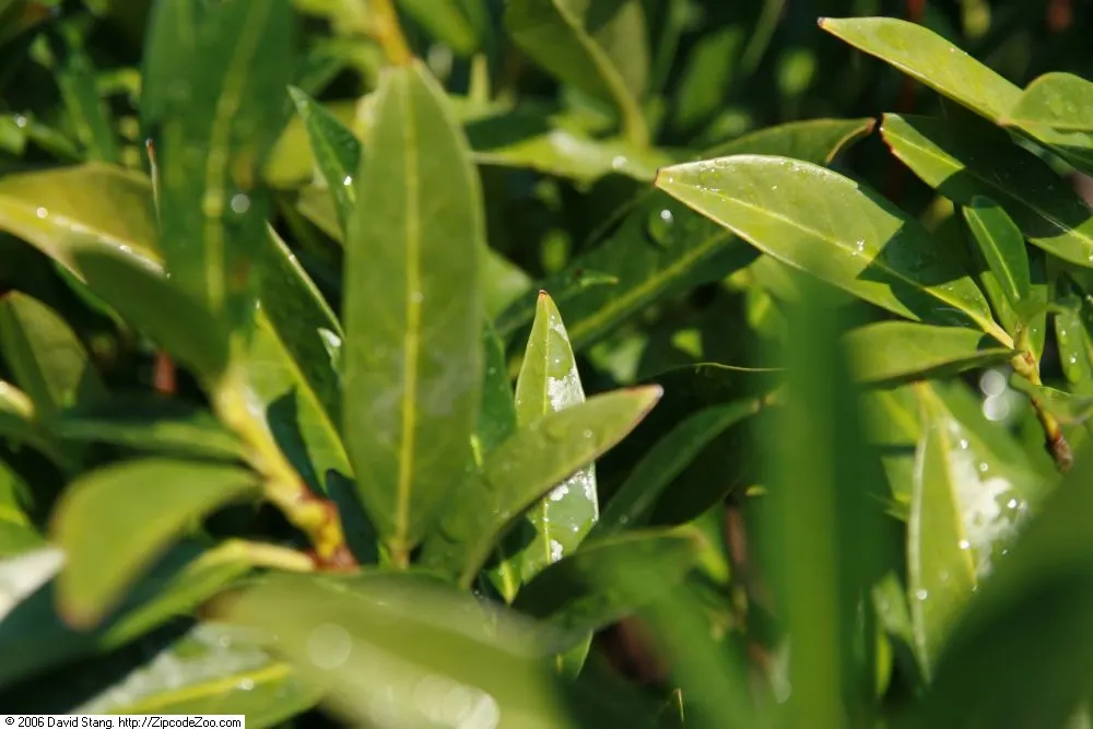 Luykens Laurel (Prunus Laurocerasus 'Otto Luyken') — it prefers partial shade to full sun and well-drained soils