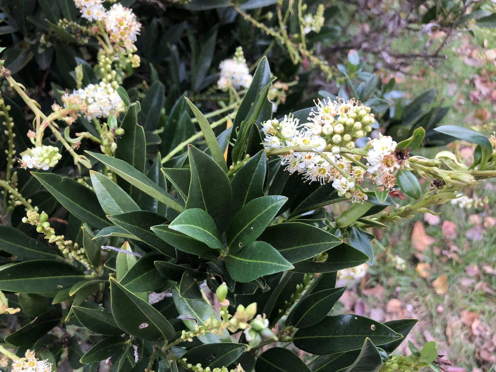 Luykens Laurel (Prunus Laurocerasus 'Otto Luyken') — glossy foliage and versatile landscape application