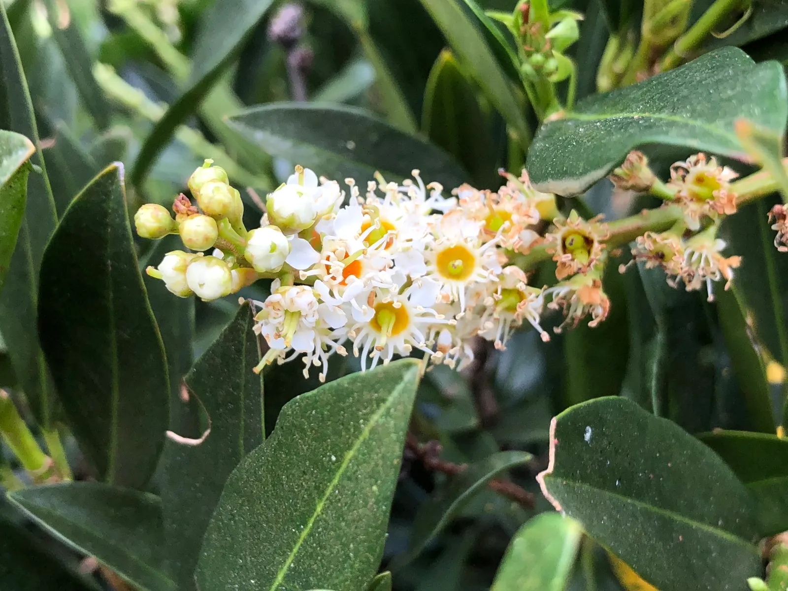 Luykens Laurel (Prunus Laurocerasus 'Otto Luyken') — Generally reaching 3 to 4 feet in height with a spread of 6 to 8 feet
