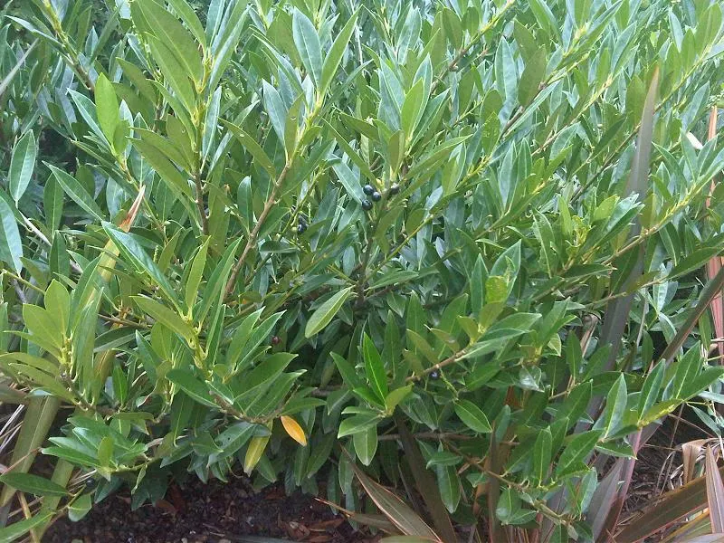 Luykens Laurel (Prunus Laurocerasus 'Otto Luyken') — In spring, it bears fragrant white flowers followed by modest black fruit