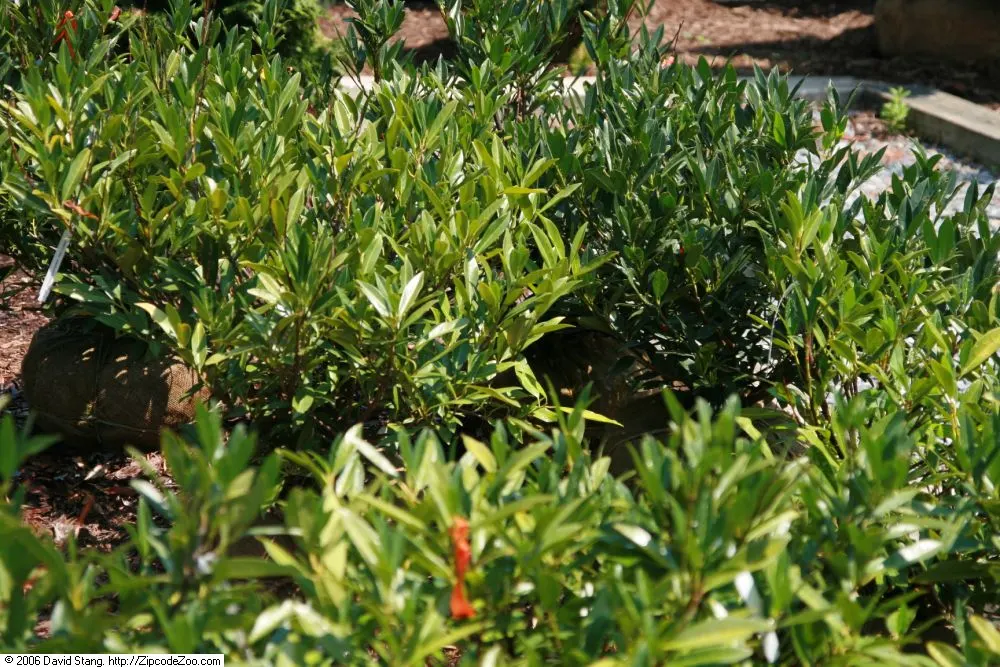 Luykens Laurel (Prunus Laurocerasus 'Otto Luyken') — requiring minimal pruning to maintain shape