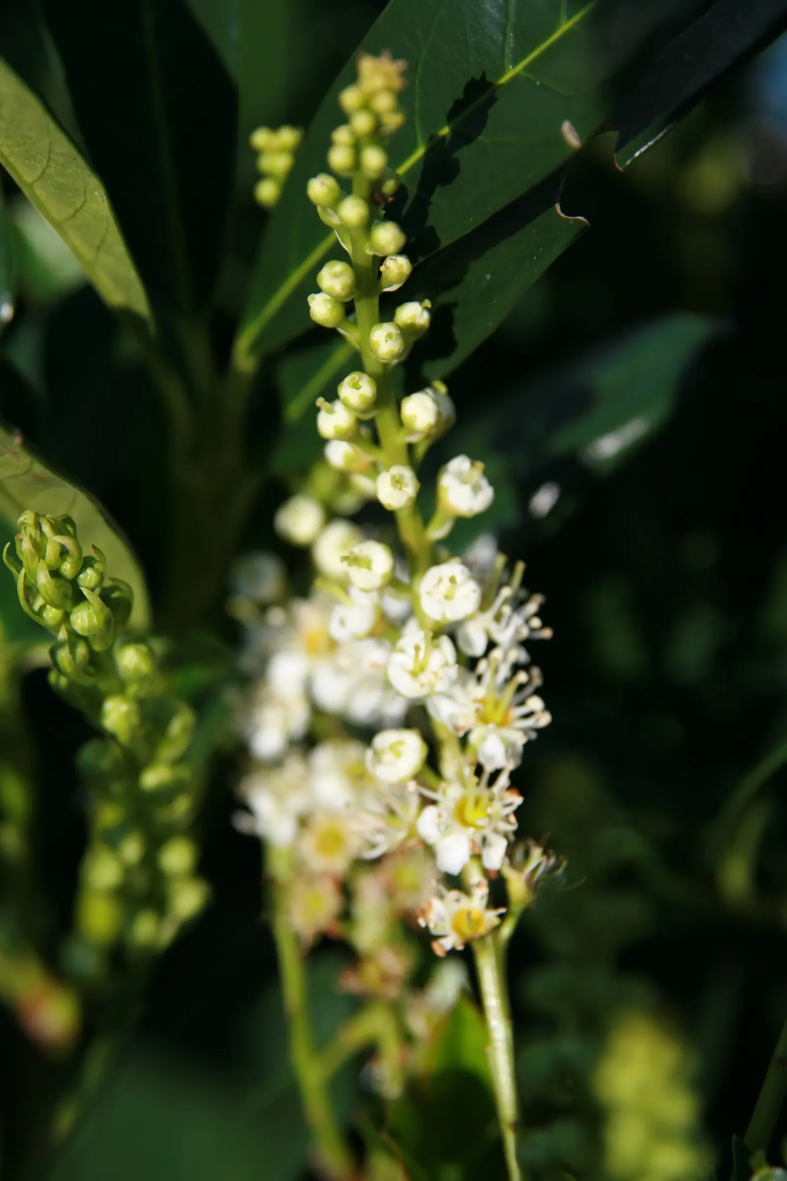 Luykens Laurel (Prunus Laurocerasus 'Otto Luyken') — commonly referred to as Otto Luyken Laurel