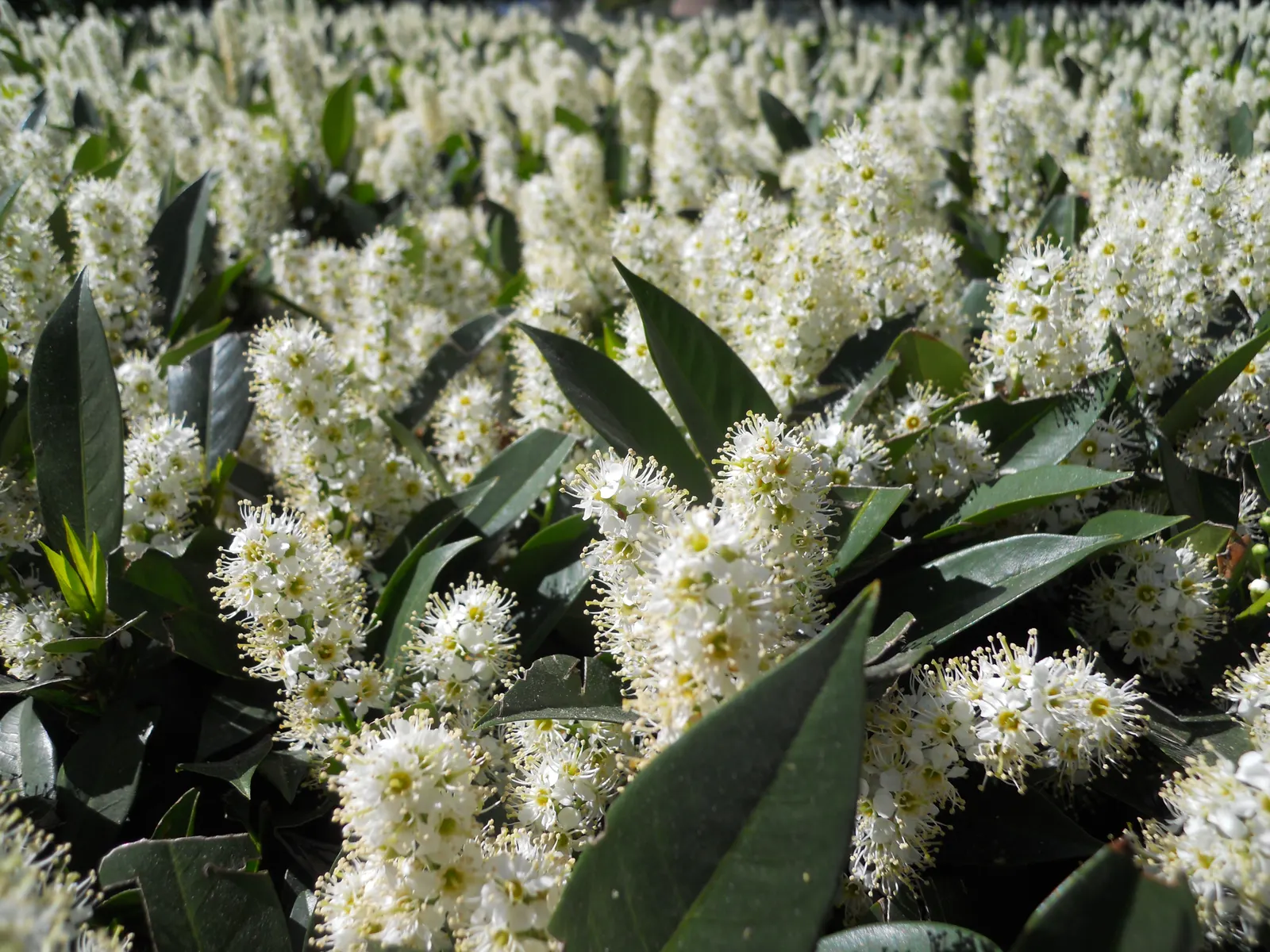 Luykens Laurel (Prunus Laurocerasus 'Otto Luyken') — It reaches 3-4 feet in height and 6-8 feet in width, making it ideal for foundation plantings and hedges