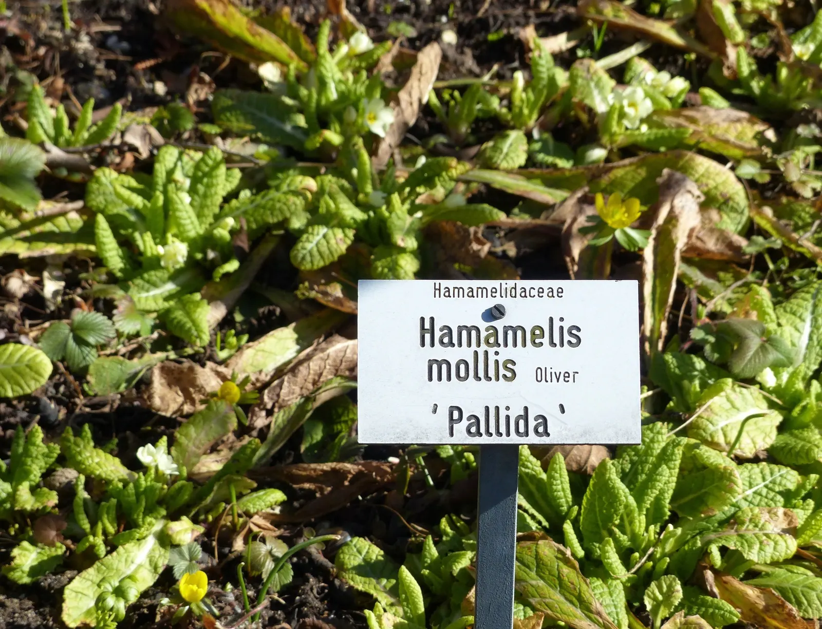 Chinese Witch Hazel (Hamamelis Mollis 'Pallida') — is a captivating deciduous shrub with a broad