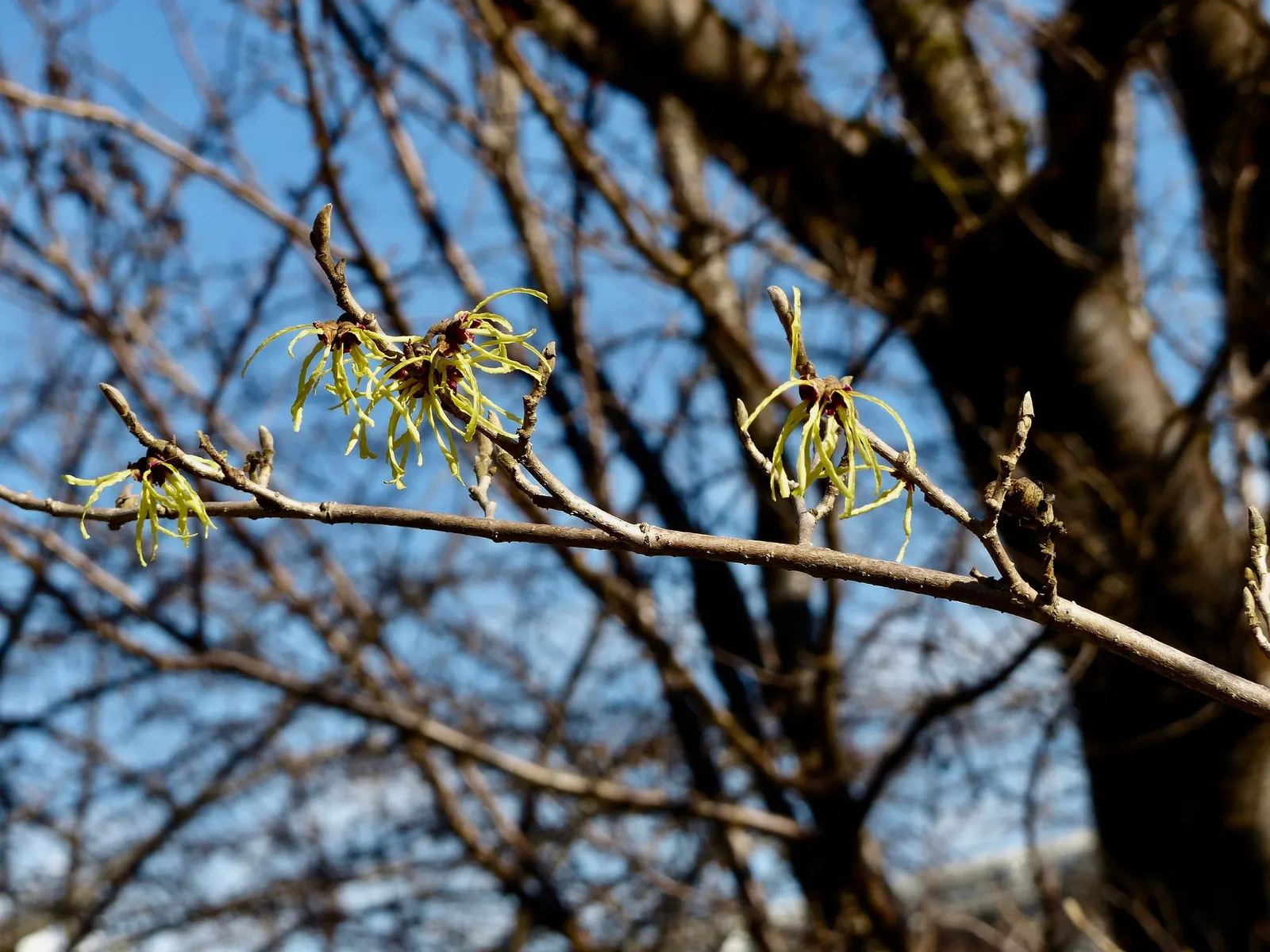 Chinese Witch Hazel (Hamamelis Mollis 'Pallida') — sulfur-yellow flowers that profusely blossom on bare branches from late winter to early spring