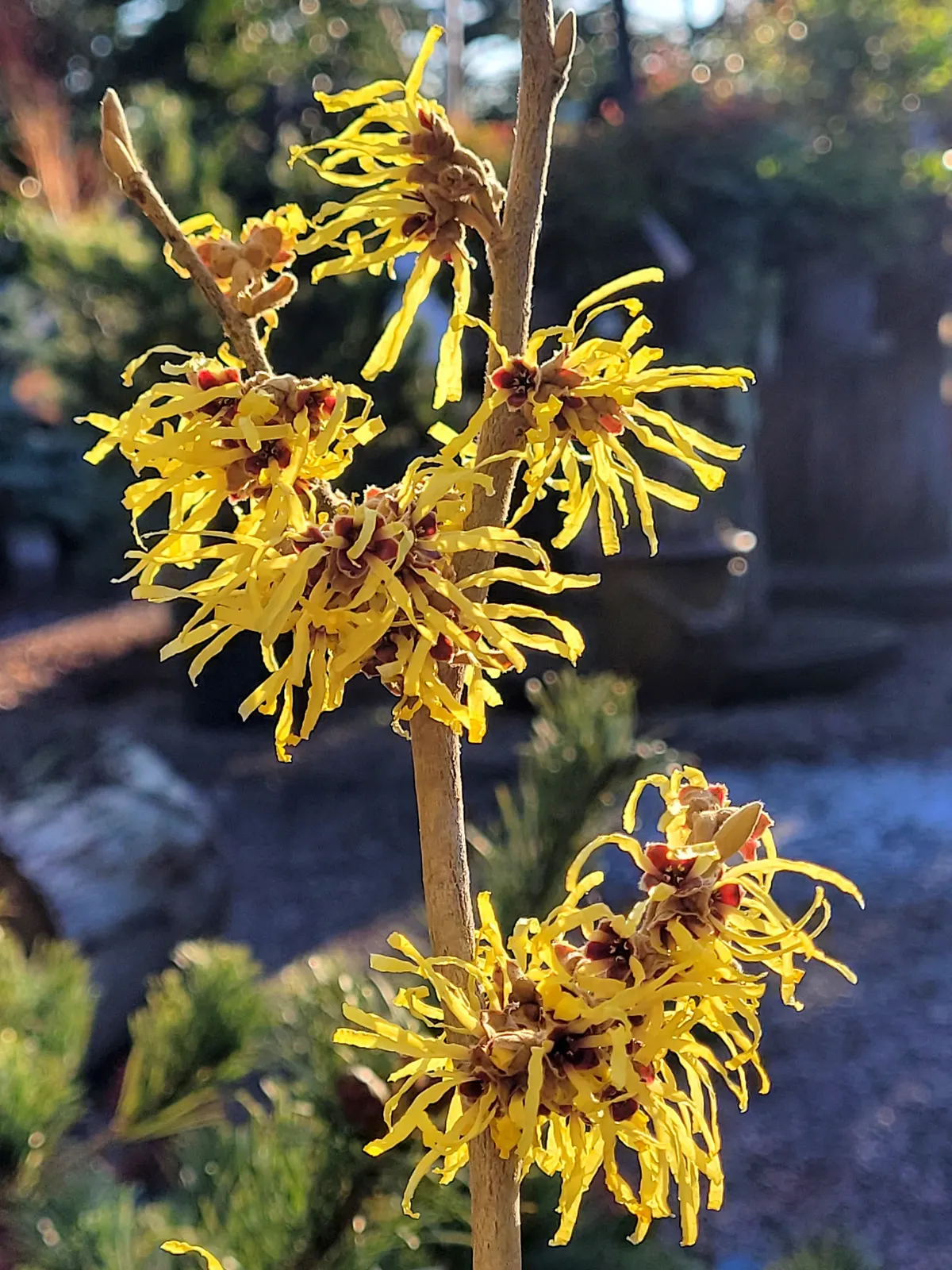 Chinese Witch Hazel (Hamamelis Mollis 'Pallida') — reaching up to 12 feet in height and 15 feet in width