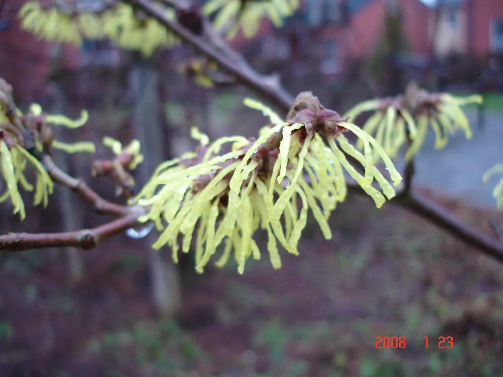 Chinese Witch Hazel (Hamamelis Mollis 'Pallida') — Celebrated for its fragrant