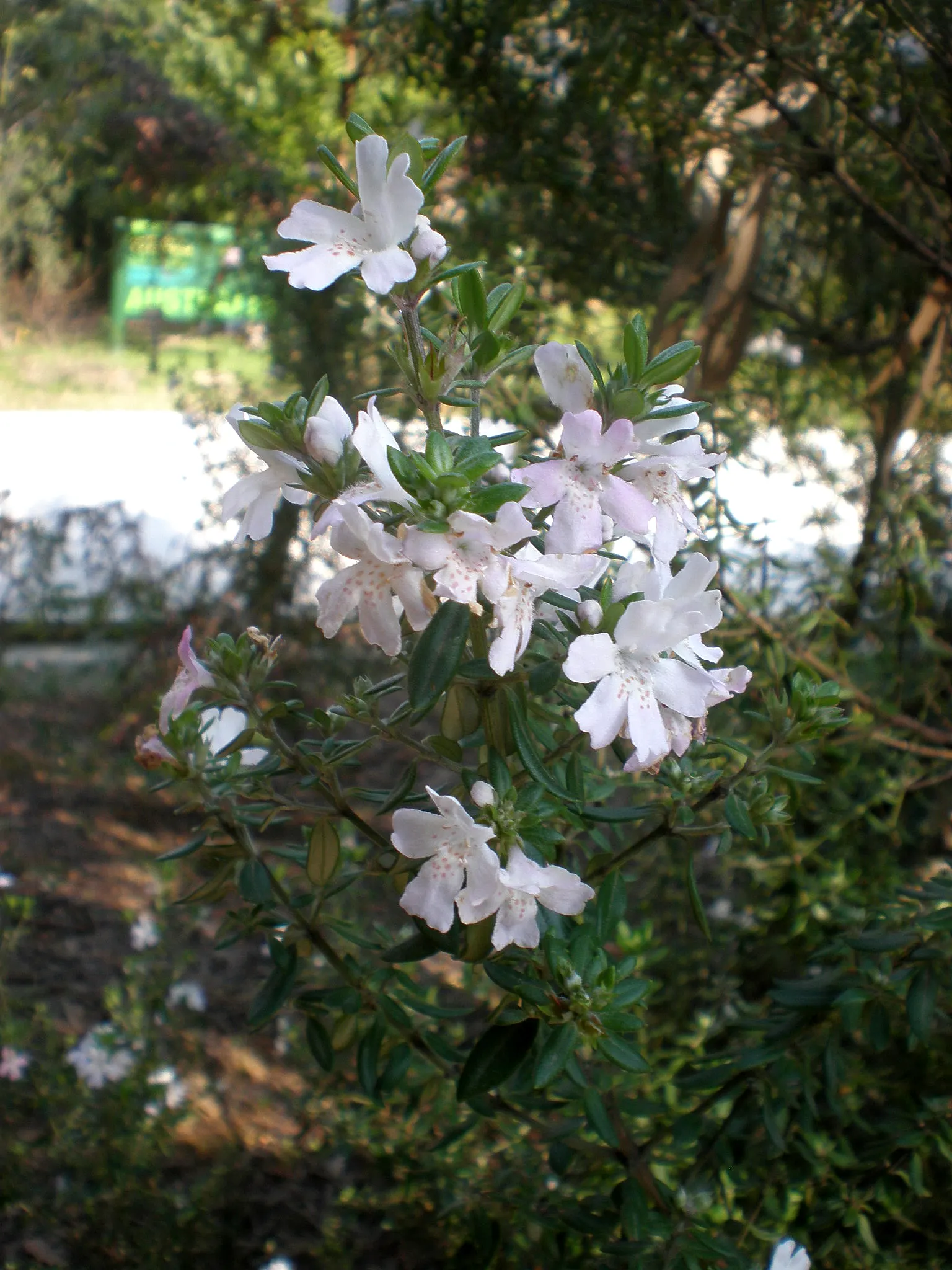 Small Leafed Westringia (Westringia Brevifolia) — The Small Leafed Westringia (Westringia brevifolia) is a robust, evergreen shrub, native to Australia