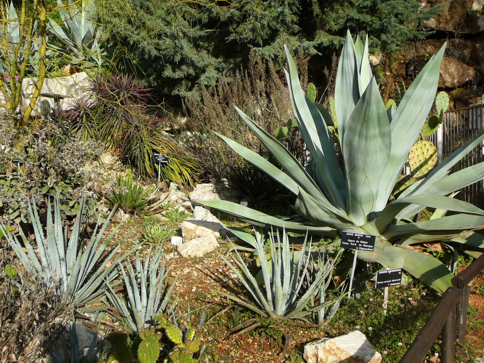 Weber Agave (Agave Weberi) — which contributes a cooling effect to the garden palette