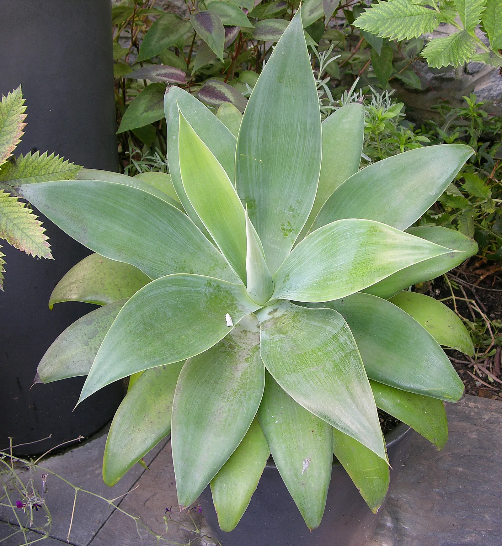 Weber Agave (Agave Weberi) — this robust agave possesses broad