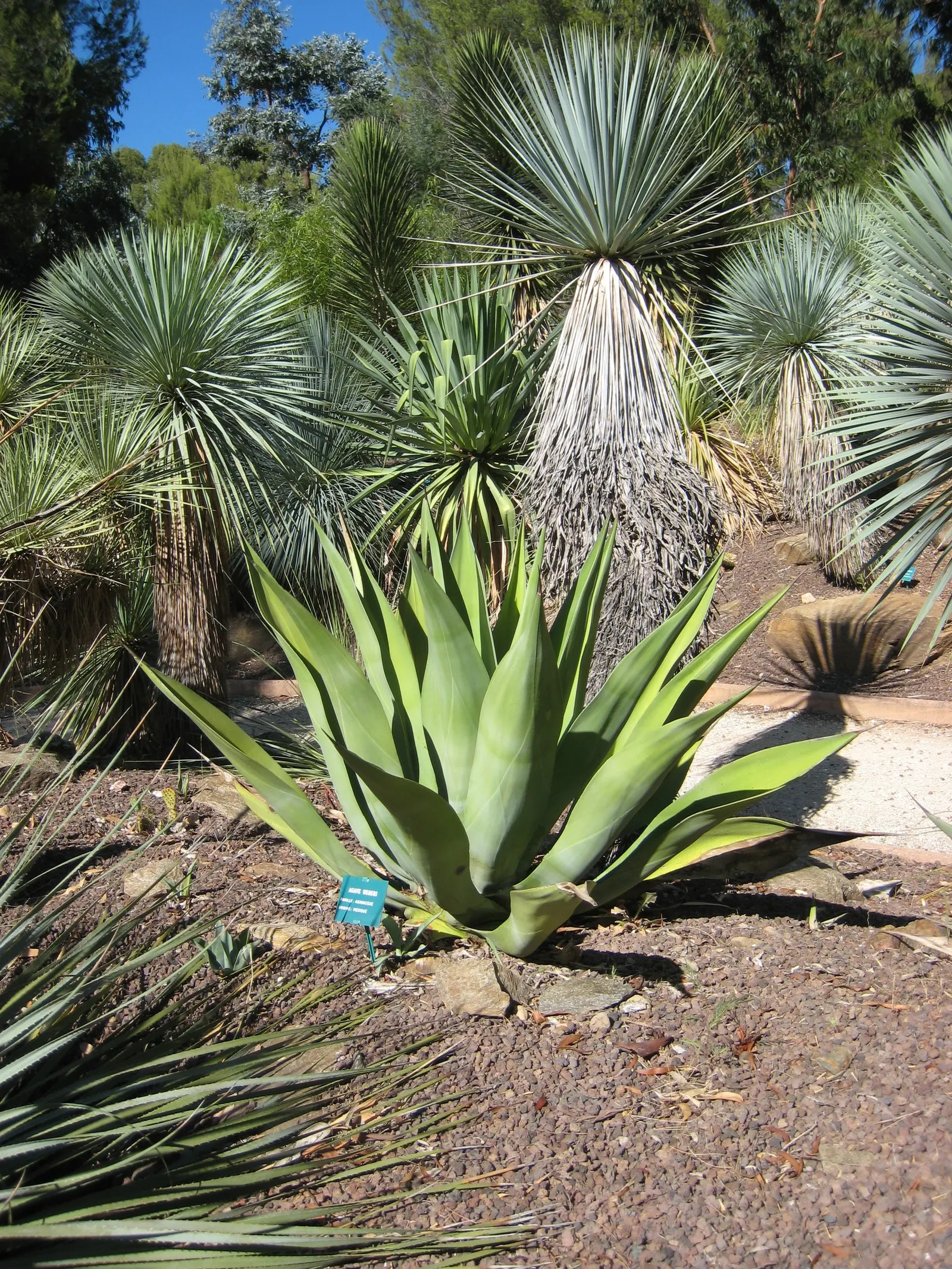 Weber Agave (Agave Weberi) — this robust agave possesses broad; a focal point in any landscape design