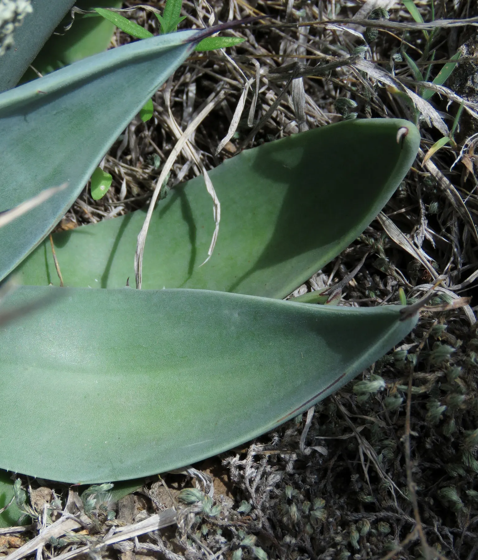 Weber Agave (Agave Weberi) — fleshy leaves that form a rosette pattern