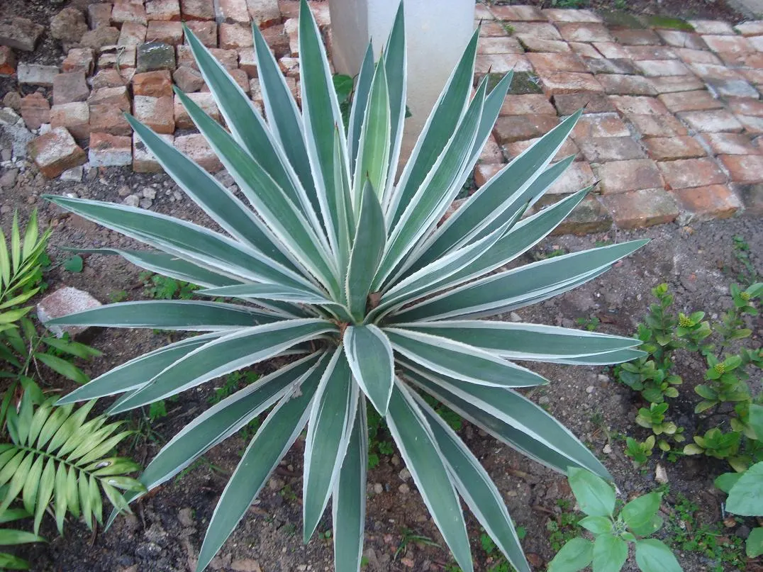 Weber Agave (Agave Weberi) — but fear not - it produces offsets; this robust agave possesses broad