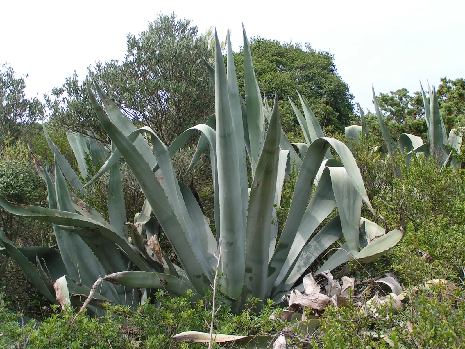 Weber Agave (Agave Weberi) — this drought-tolerant plant prefers full sun and provides year-round interest; reaching up to 5 feet in height and 6 to 10 feet in