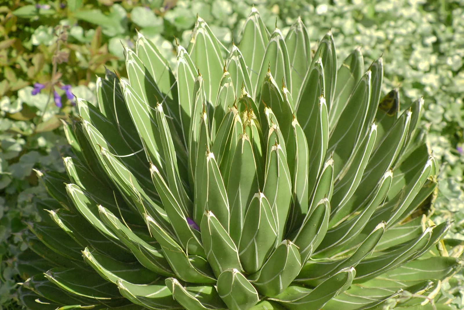 Weber Agave (Agave Weberi) — When positioning this grand agave; succulent with yellow blooms