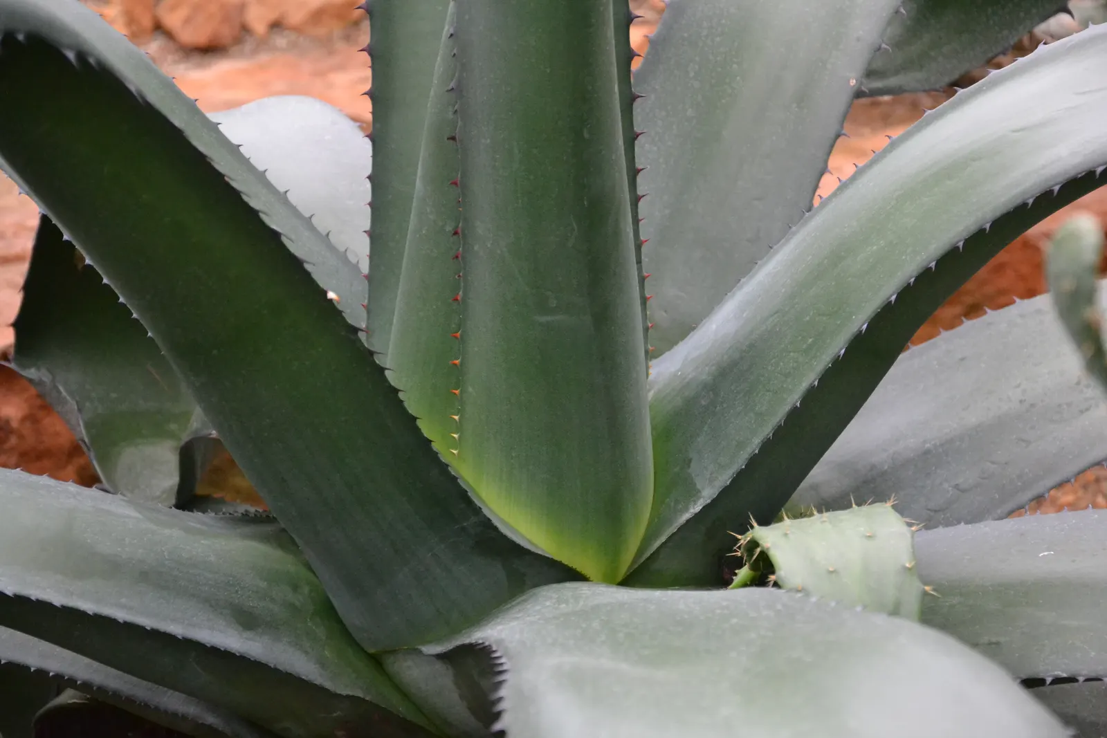 Weber Agave (Agave Weberi) — or "pups," ensuring its presence in the landscape for years to come