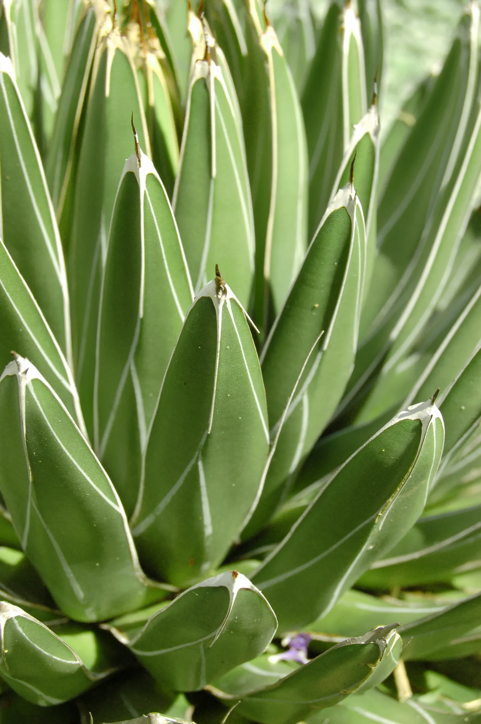 Weber Agave (Agave Weberi) — often after several years to a decade
