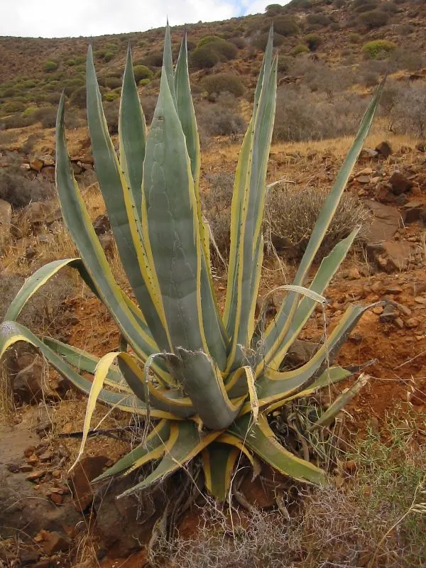 Weber Agave (Agave Weberi) — It boasts a long lifespan, but it is a slow-grower