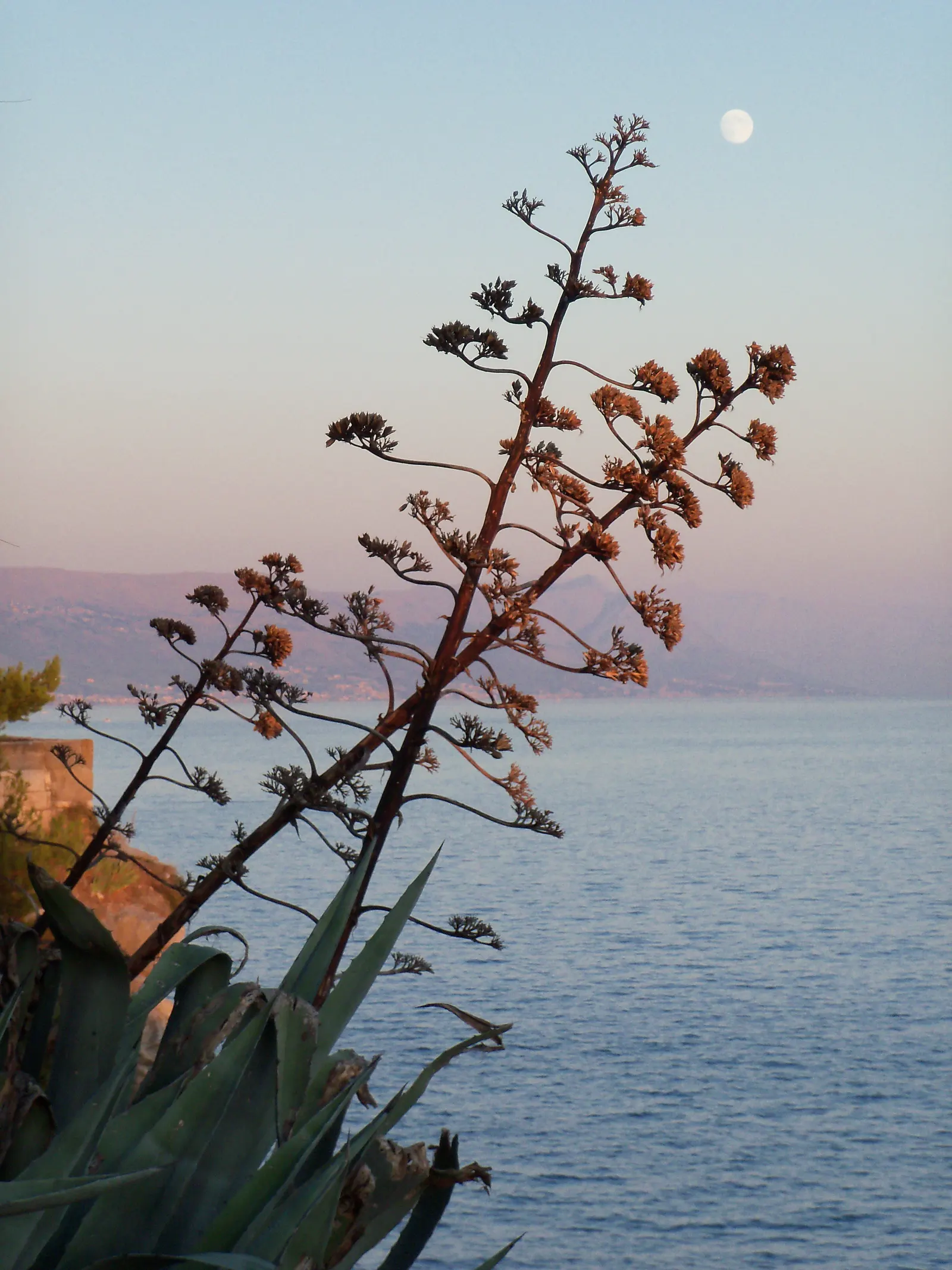 Weber Agave (Agave Weberi) — succulent for full or half; when positioning this grand agave