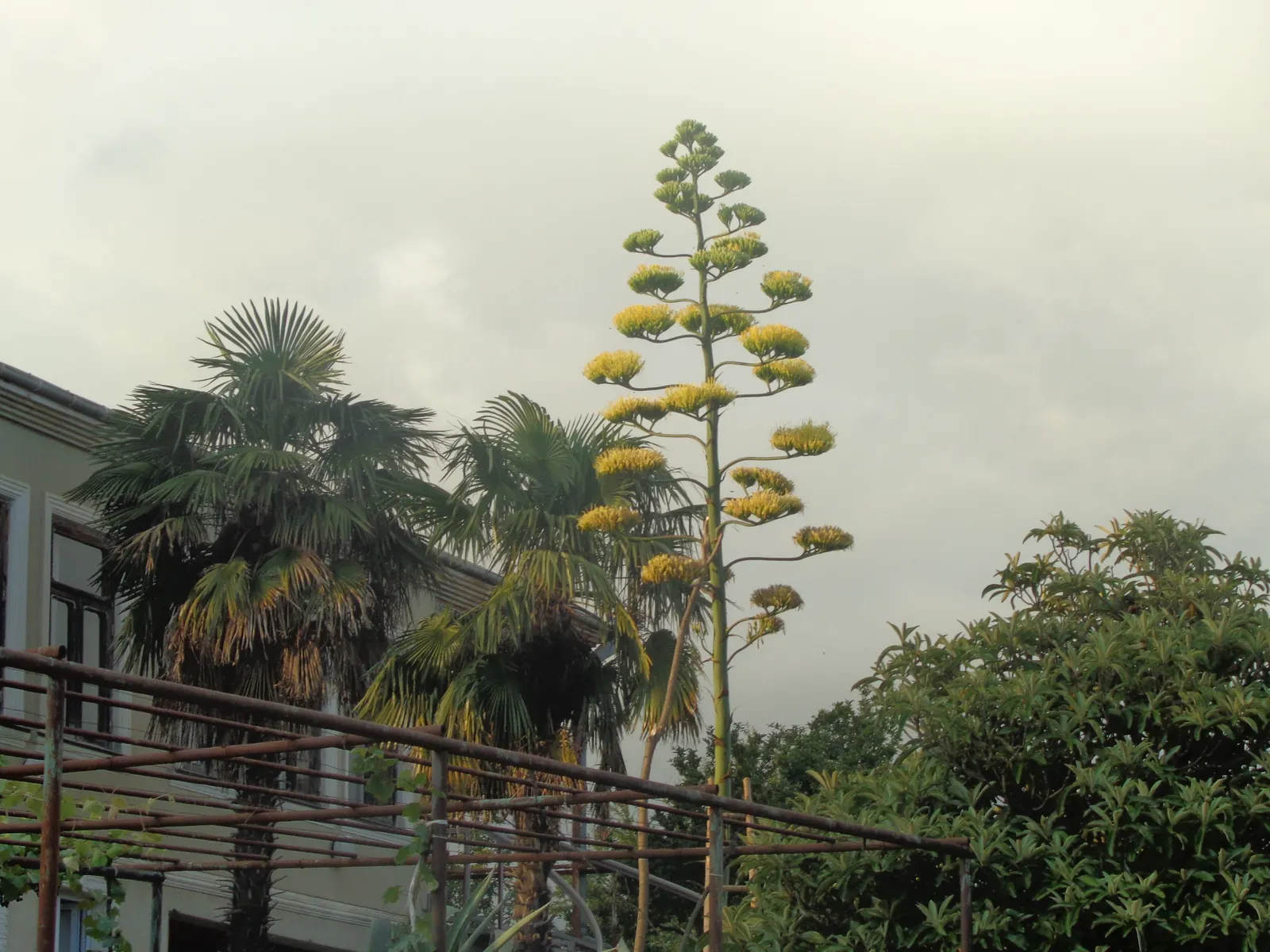 Weber Agave (Agave Weberi) — Weber Agave (Agave weberi) is a striking succulent that commands attention with its impressive size; this drought-tolerant plant