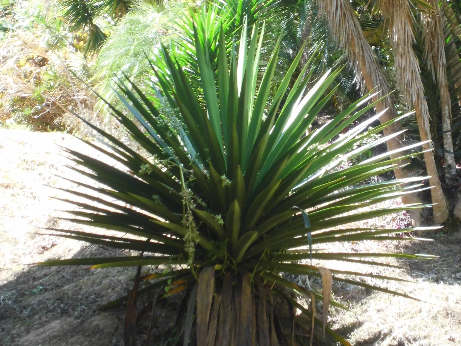 Weber Agave (Agave Weberi) — It boasts a long lifespan, but it is a slow-grower; soaring up to 15 to 20 feet in height, image 52