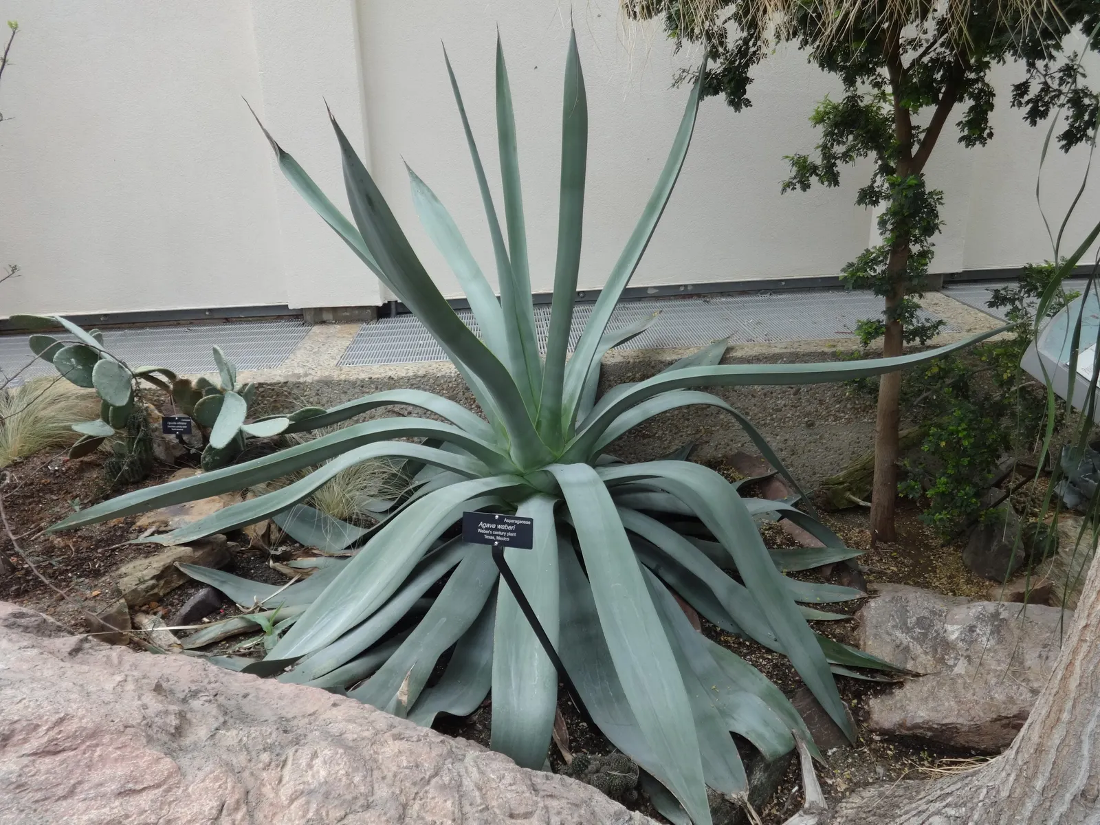 Weber Agave (Agave Weberi) — soaring up to 15 to 20 feet in height