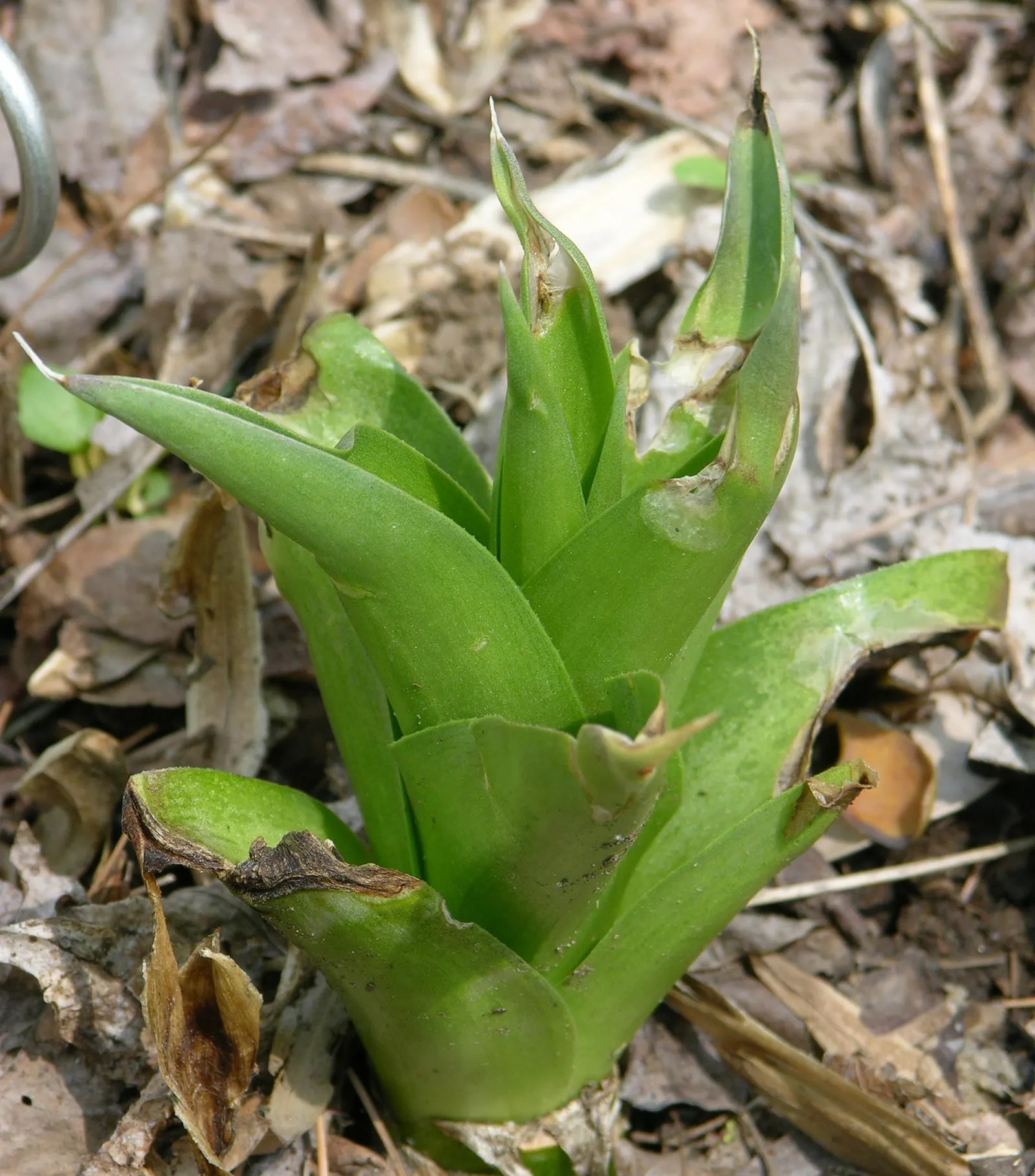 Weber Agave (Agave Weberi) — fleshy leaves that form a rosette pattern; often after several years to a decade