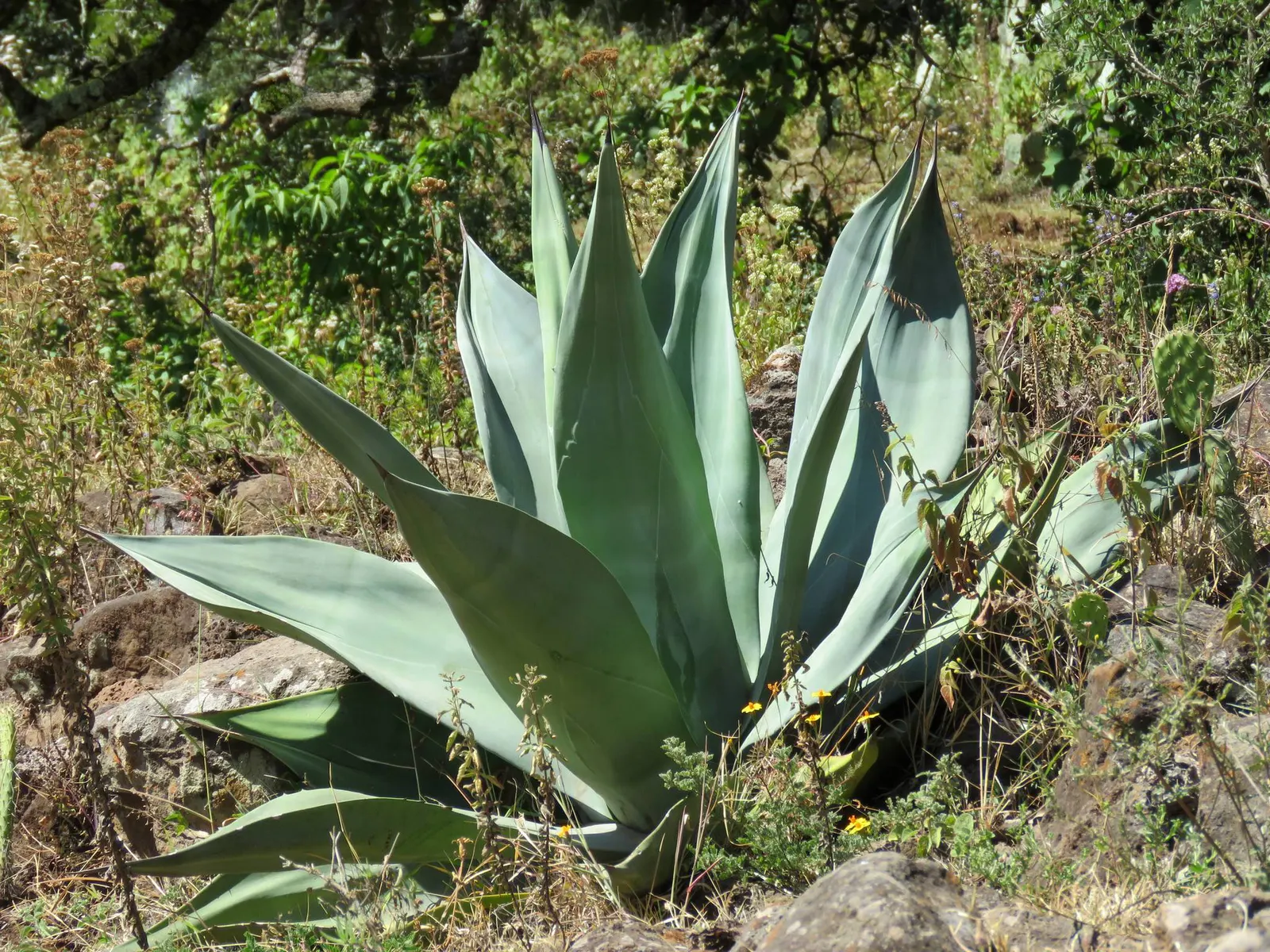 Weber Agave (Agave Weberi) — reaching up to 5 feet in height and 6 to 10 feet in width
