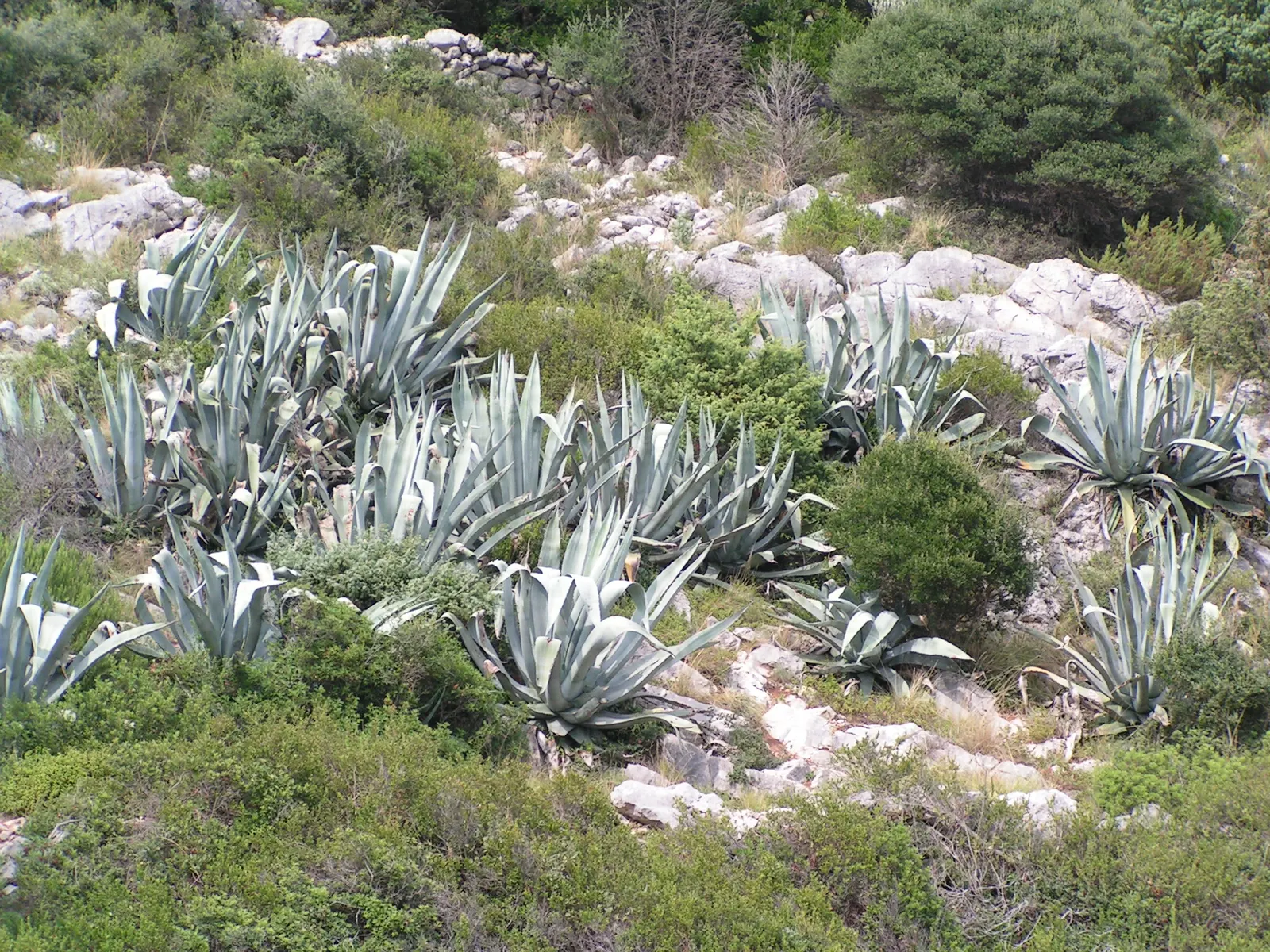 Weber Agave (Agave Weberi) — reaching up to 5 feet in height and 6 to 10 feet in width; which contributes a cooling effect to the garden palette, image 48