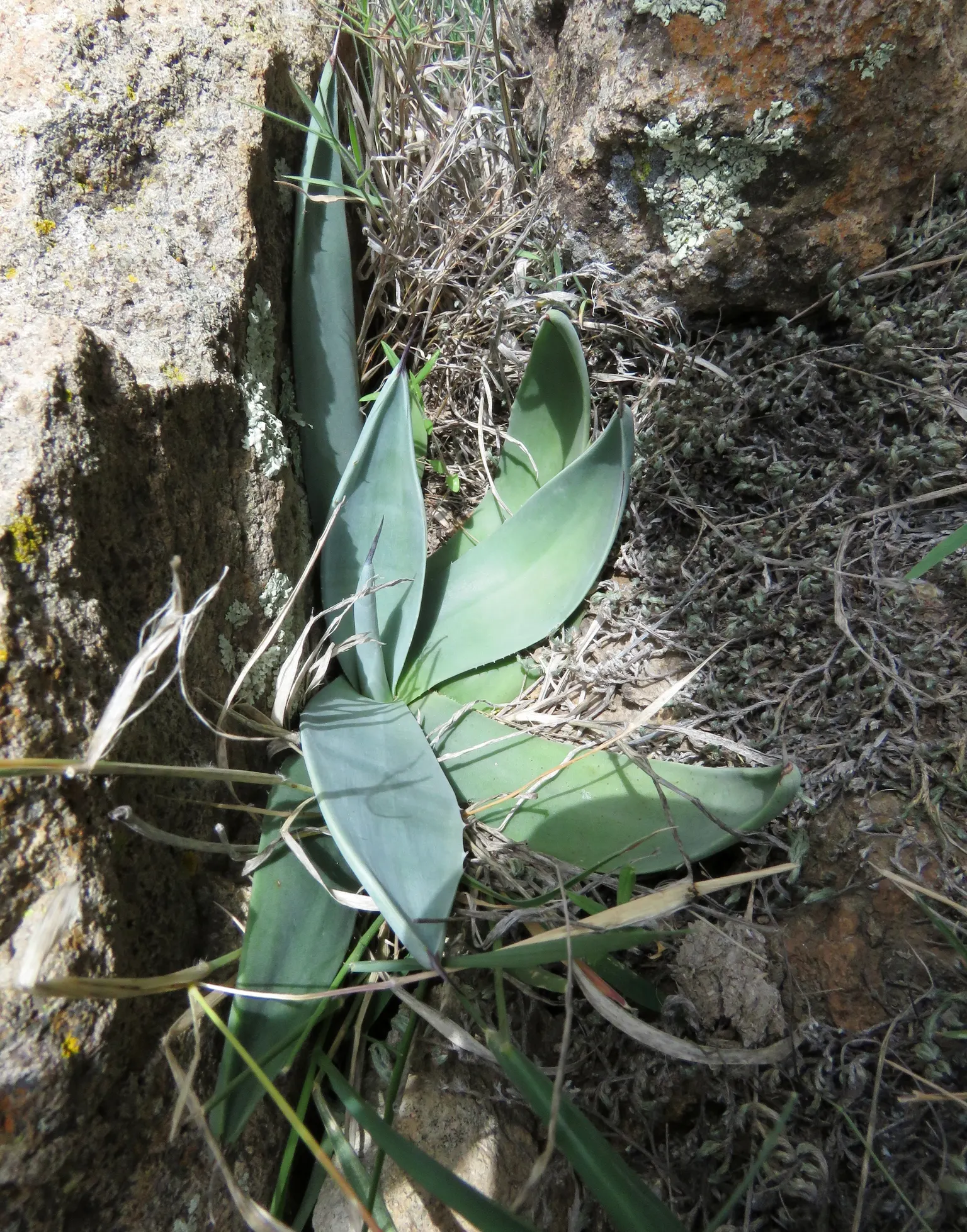 Weber Agave (Agave Weberi) — with minimal maintenance required
