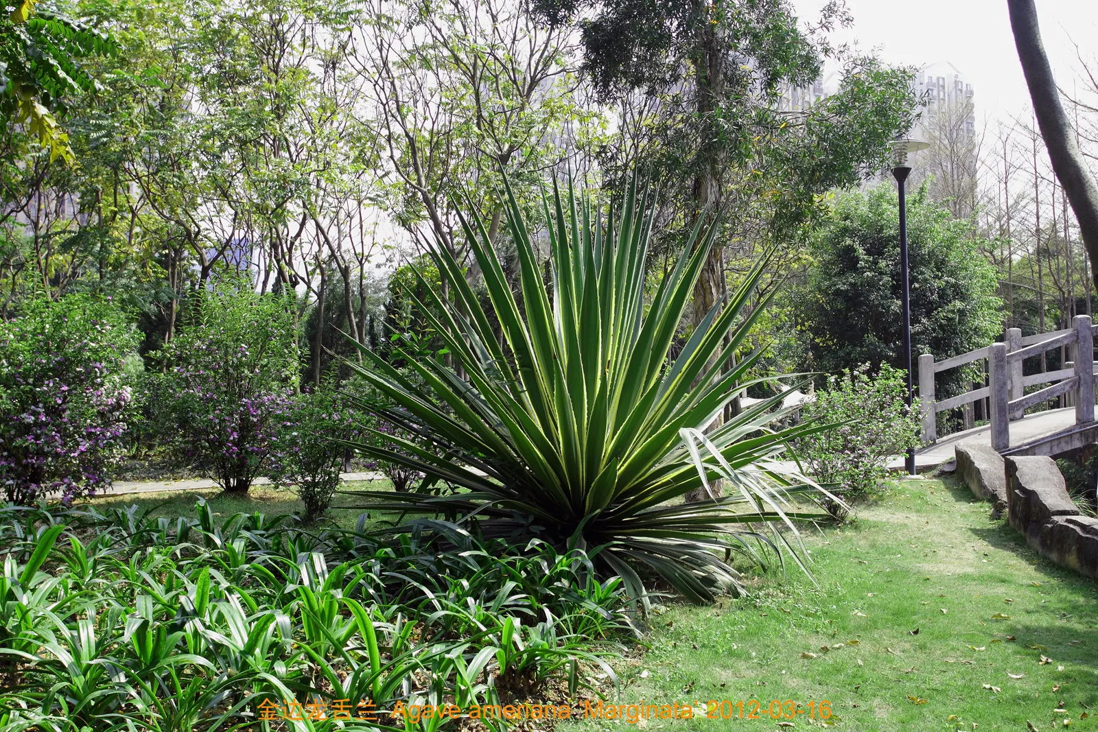 Weber Agave (Agave Weberi) — the Weber Agave is highly drought tolerant