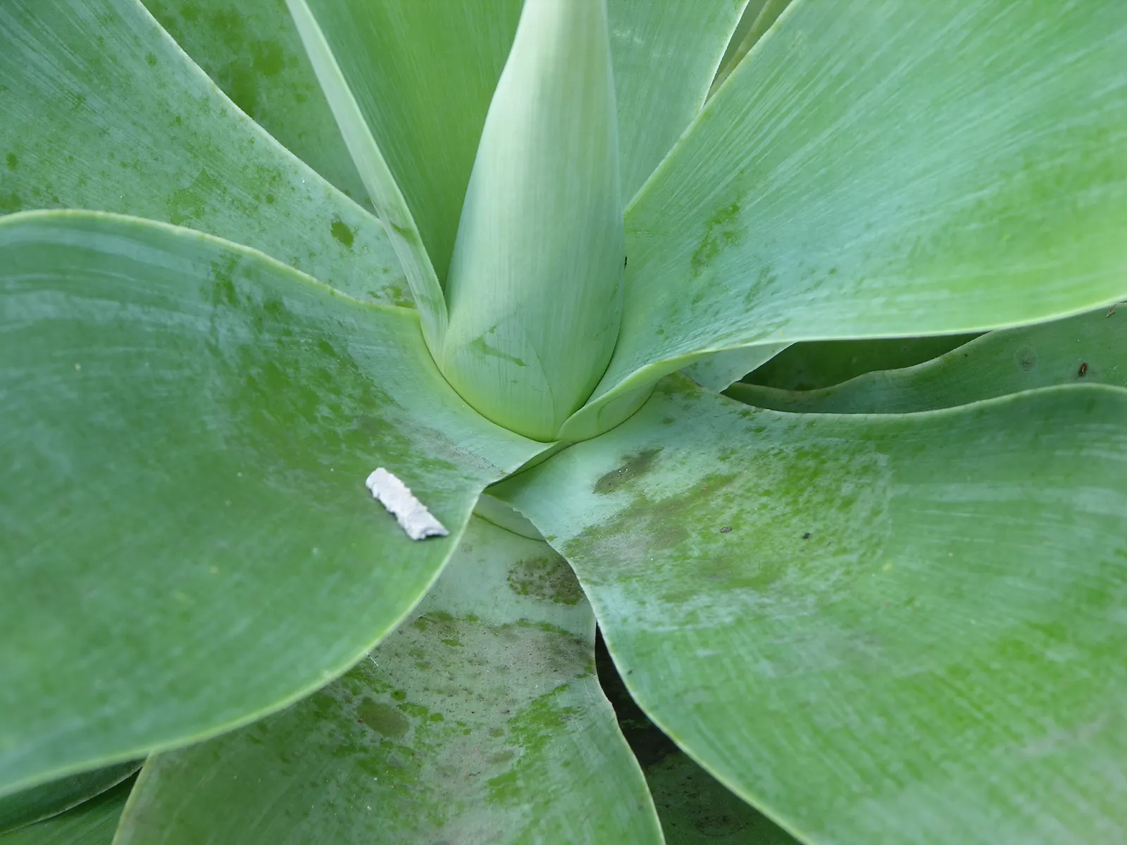 Weber Agave (Agave Weberi) — often after several years to a decade; its broad, blue-grey leaves form a dense rosette, which can become the focal point of