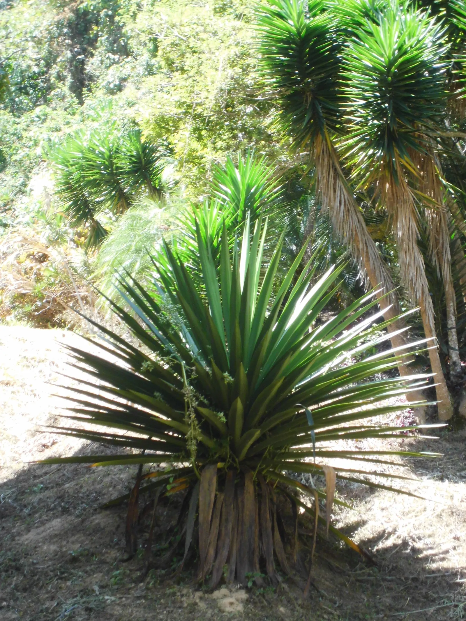 Weber Agave (Agave Weberi) — It boasts a long lifespan, but it is a slow-grower; soaring up to 15 to 20 feet in height