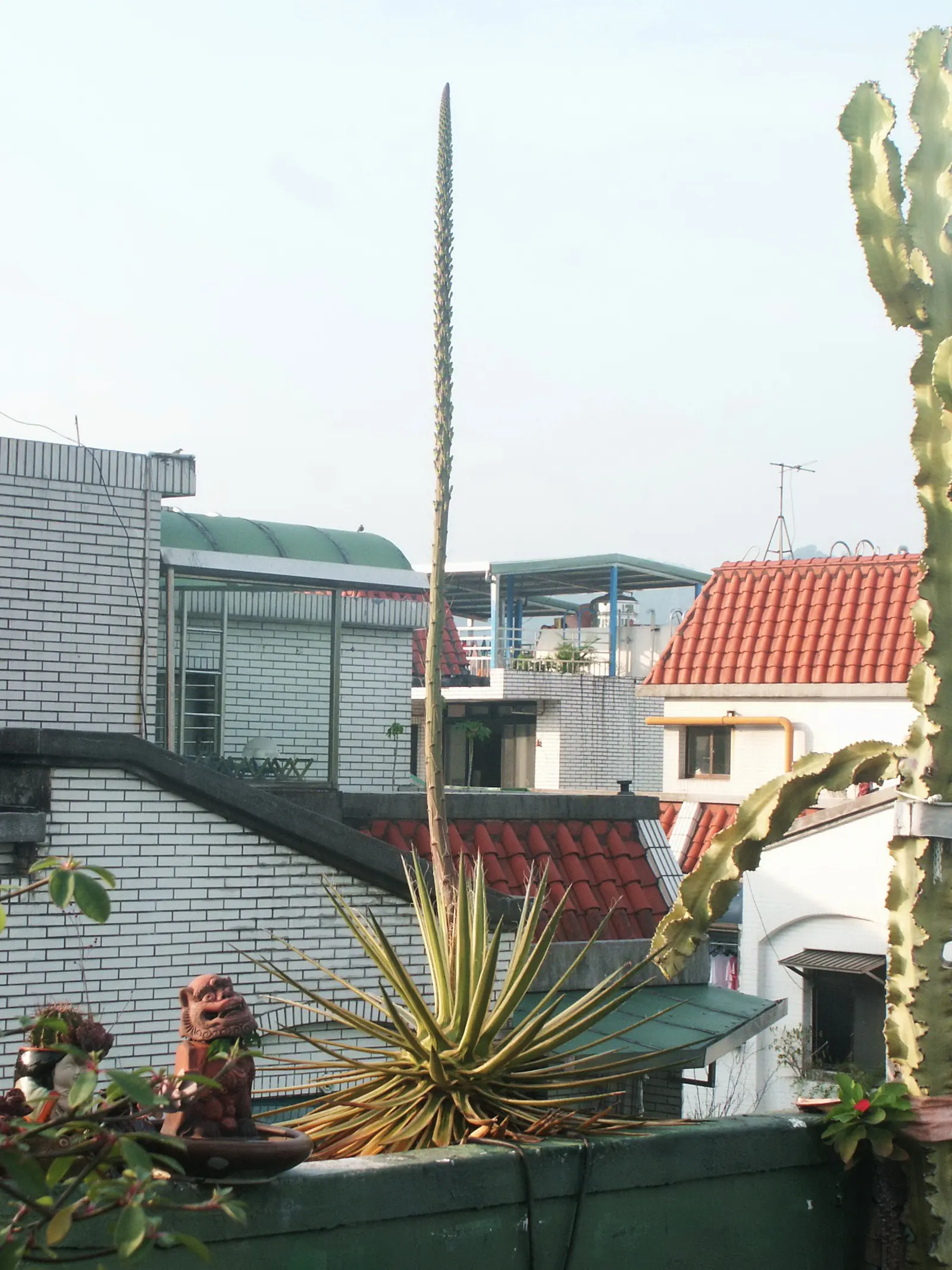 Weber Agave (Agave Weberi) — succulent with yellow blooms; making it an ideal candidate for xeriscaping or low-maintenance gardens