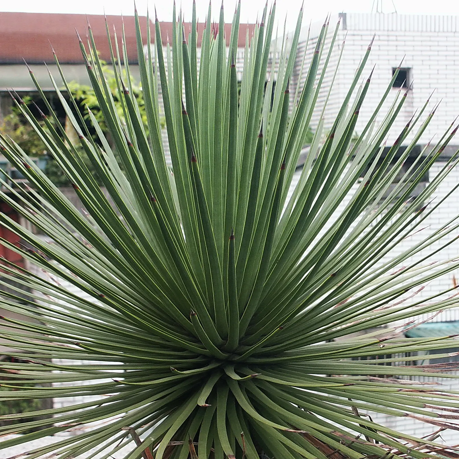 Weber Agave (Agave Weberi) — Weber Agave (Agave weberi) is a striking succulent that commands attention with its impressive size; this, image 47