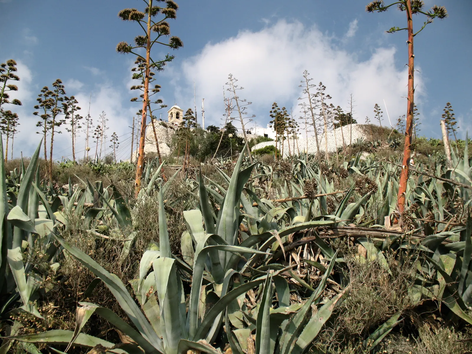 Weber Agave (Agave Weberi) — reaching up to 5 feet in height and 6 to 10 feet in width; which contributes a cooling effect to the garden palette