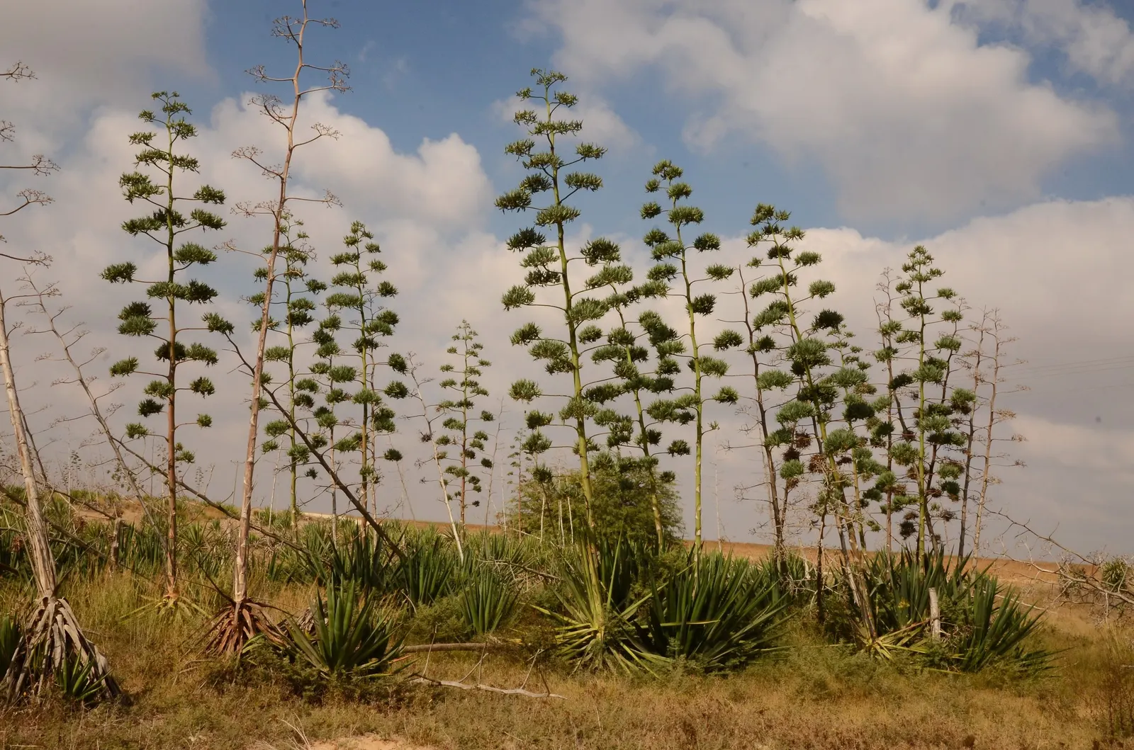 Weber Agave (Agave Weberi) — or "pups," ensuring its presence in the landscape for years to come; the Weber Agave will produce a remarkable flower stalk
