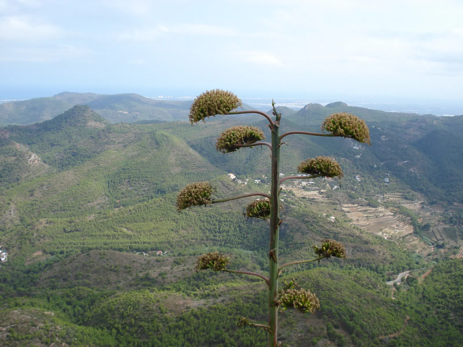 Weber Agave (Agave Weberi) — Weber Agave (Agave weberi) is a striking succulent that commands attention with its impressive size
